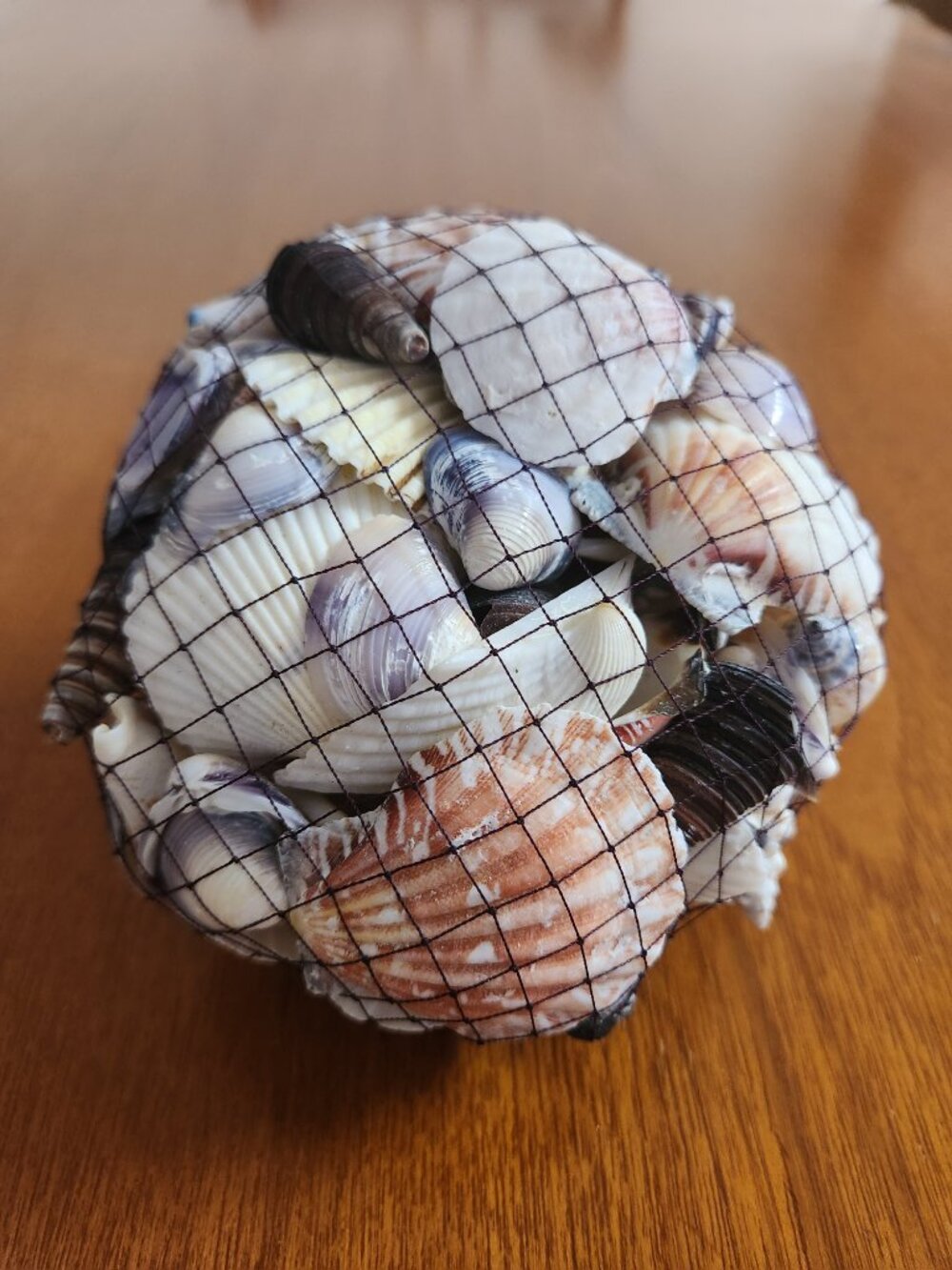 Pottery Barn Shells - Picture 5 of 5
